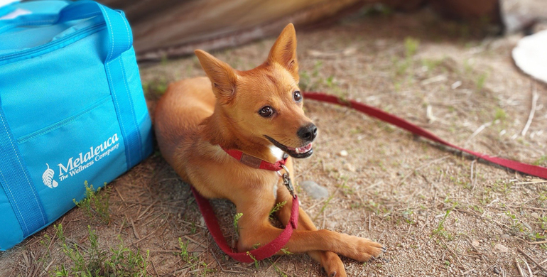 Camping mit dem Hund Camping mit dem Hund