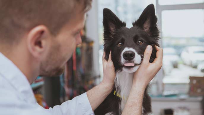 Demenz bei Hunden: Symptome, Ursachen, Behandlung und Lebenserwartung