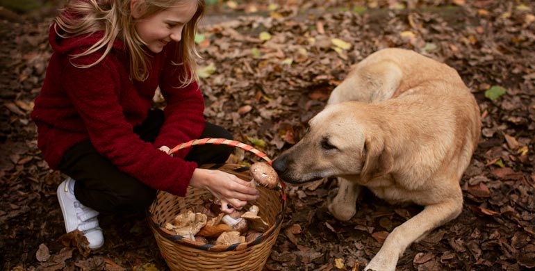 Dürfen Hunde Pilze fressen? Dürfen Hunde Pilze fressen?