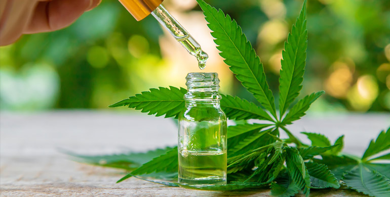 Die CBD Anwendung bei Hunden Die CBD Anwendung bei Hunden