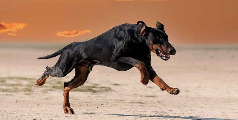 Dobermann Rasseportrait Dobermann Rasseportrait