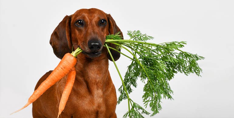 Dürfen Hunde Karotten essen? Alles, was Sie wissen müssen Dürfen Hunde Karotten essen? Alles, was Sie wissen müssen