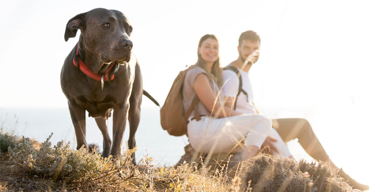 Ein Hund im Urlaub Ein Hund im Urlaub