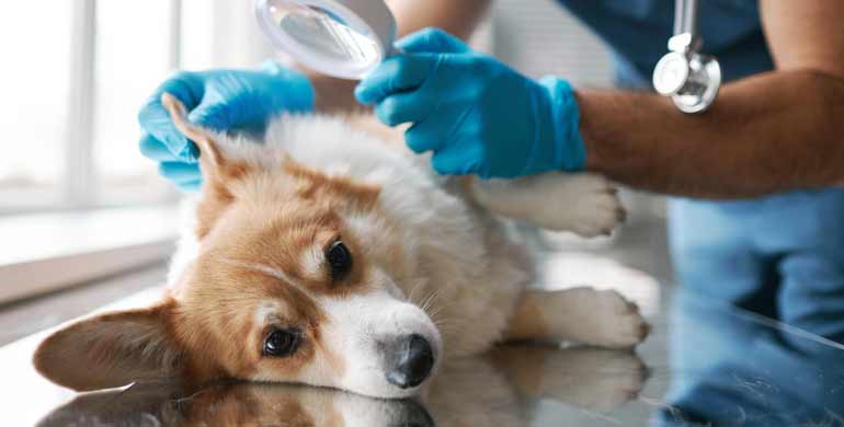 Entzündliche Hautkrankheiten bei Hunden
