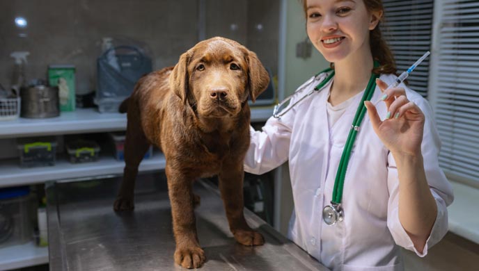 Entzündungen der Blutgefäße bei Hunden