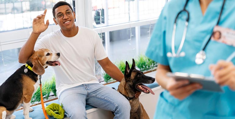 Entzündungen des Fettgewebes bei Hunden Entzündungen des Fettgewebes bei Hunden
