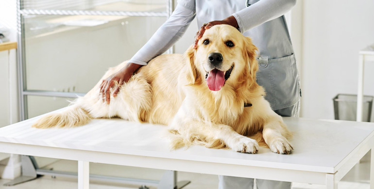 Erbricht Ihr Hund gelb? Ursachen und einfache Lösungen