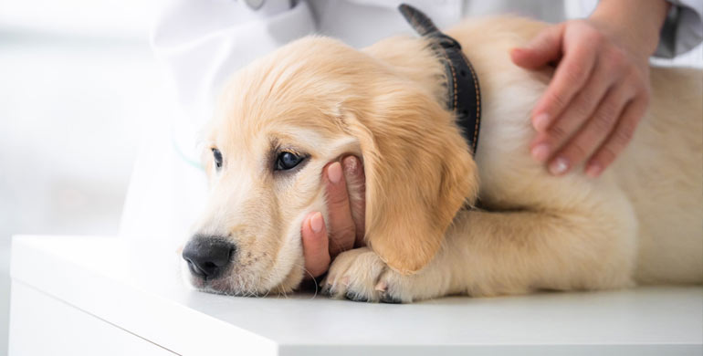 Erhöhte Sexualhormone bei Hunden Erhöhte Sexualhormone bei Hunden