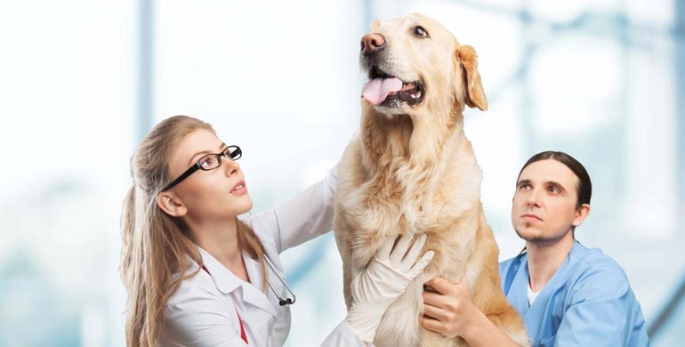 Estrussymptome nach der Kastration bei Hunden Estrussymptome nach der Kastration bei Hunden