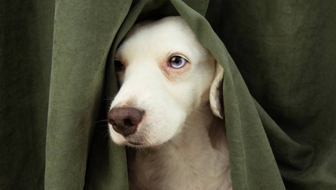 Extreme Angst und Ängstlichkeit bei Hunden Extreme Angst und Ängstlichkeit bei Hunden