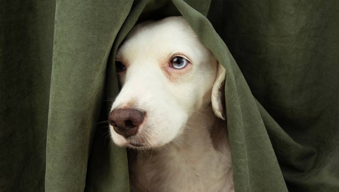 Extreme Angst und Ängstlichkeit bei Hunden