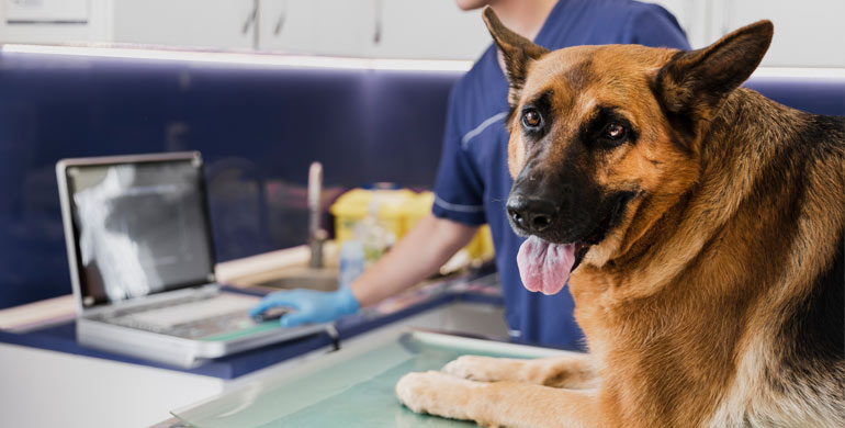 Faltung des Darms bei Hunden