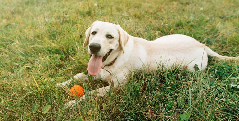 Familienhund gesucht? Diese Rassen kommen infrage