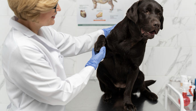 Flüssigkeitsansammlungen im Herzbeutel bei Hunden