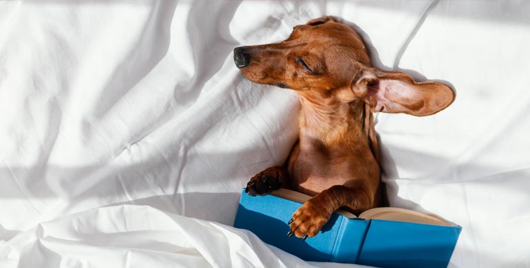 Gabapentin für Hunde Gabapentin für Hunde