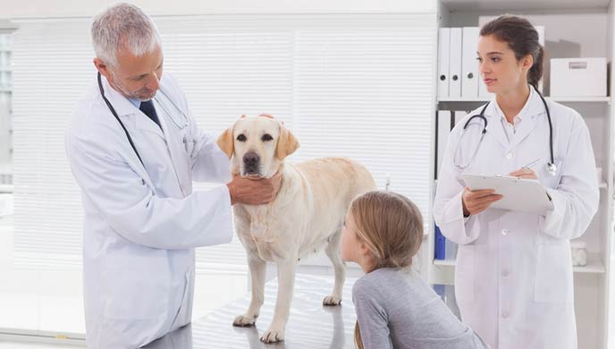Wie Sie Vergiftungen bei Hunden vorbeugen und erkennen Wie Sie Vergiftungen bei Hunden vorbeugen und erkennen