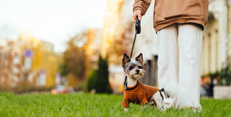 Gehirn- und Rückenmarksentzündung bei Hunden