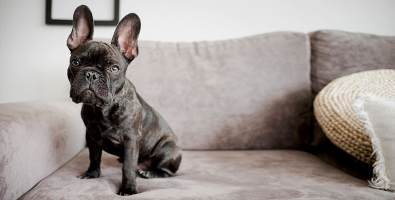 In diesem Artikel erfahren Sie mehr über das Thema Gehirnentzündung  aufgrund einer Parasiteninfektion bei Hunden.