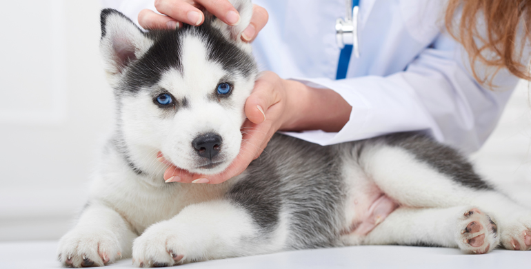 Die besten Inhaltsstoffe für Gelenkergänzungen für Hunde