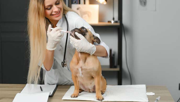 Gerinnungsstörungen der Blutplättchen bei Hunden