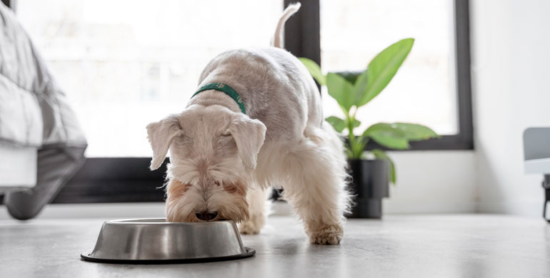 Gesundes Hundefutter: Die richtige Ernährung für den besten Freund des Menschen