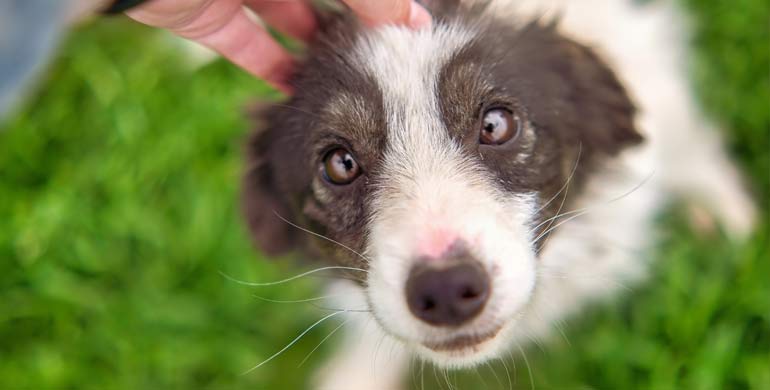 Grauer Star bei Hunden Grauer Star bei Hunden