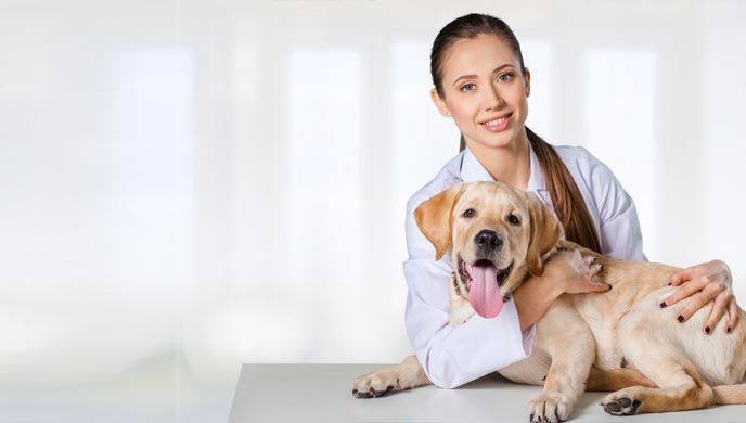 HWI bei Hunden (Harnwegsinfektionen bei Hunden)