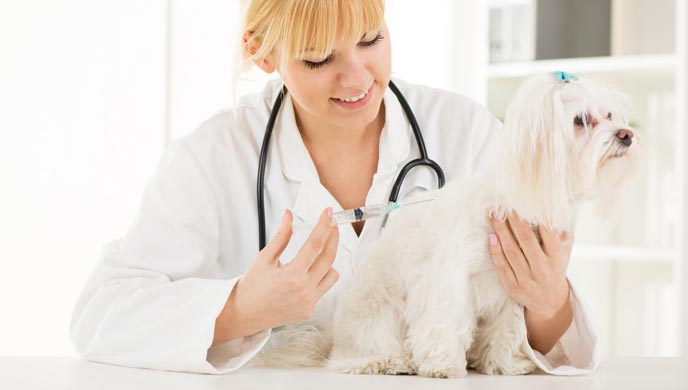 Hat Ihr Hund eine Flohallergie?