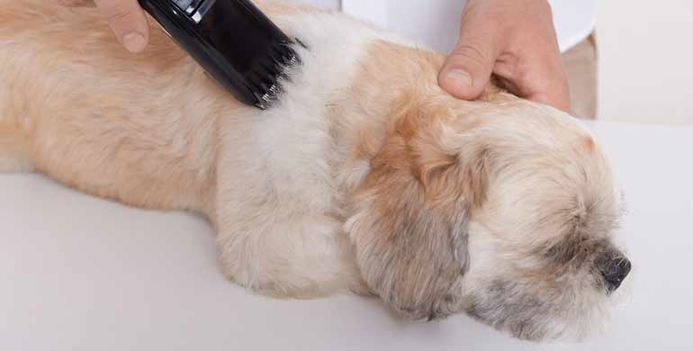 Hautblasen und Pusteln bei Hunden Hautblasen und Pusteln bei Hunden