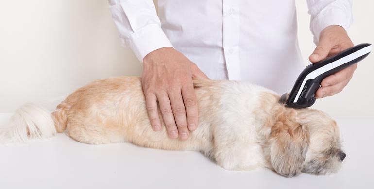 Hautgeschwüre bei Hunden Hautgeschwüre bei Hunden