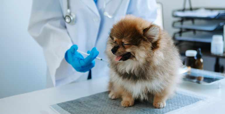 Hautkrankheiten durch Allergien bei Hunden Hautkrankheiten durch Allergien bei Hunden