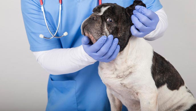 Hörverlust bei Hunden Hörverlust bei Hunden