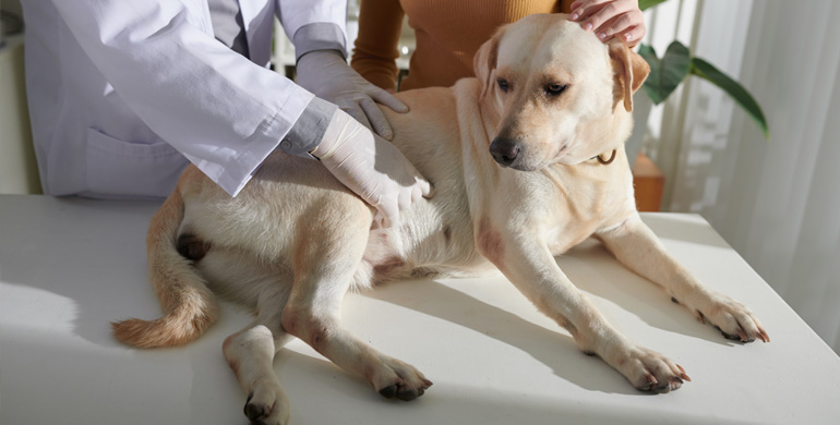 Hernie (Zwerchfellbruch) bei Hunden