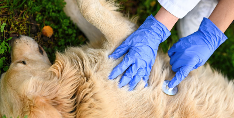 Was ist kongestive Herzinsuffizienz bei Hunden Was ist kongestive Herzinsuffizienz bei Hunden