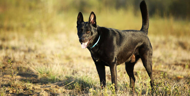 Holländischer Schäferhund - Rasseportrait Holländischer Schäferhund - Rasseportrait