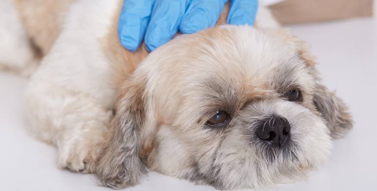 Hormonersatzvergiftung bei Hunden Hormonersatzvergiftung bei Hunden