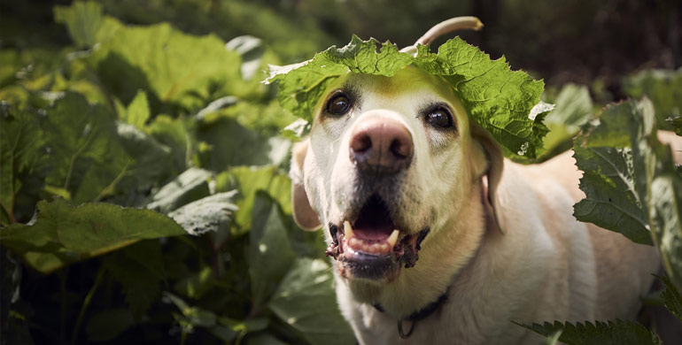 Horner-Syndrom bei Hunden