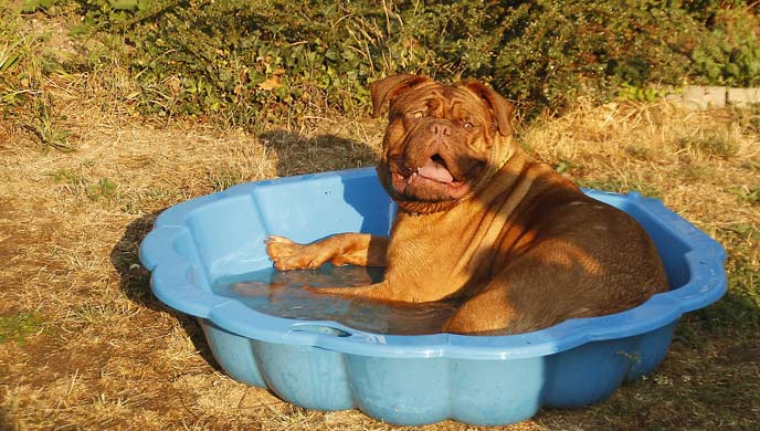 Warum Hunde in heißen Autos nicht nur im Sommer ein Problem sind