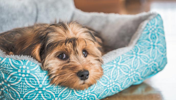 Können Hunde allergisch auf ihre Betten reagieren?