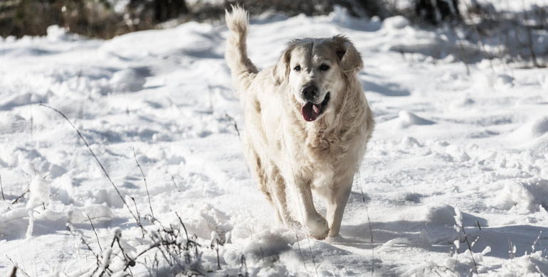 Hunde im Winter: Wann ist es zu kalt für mein Hund