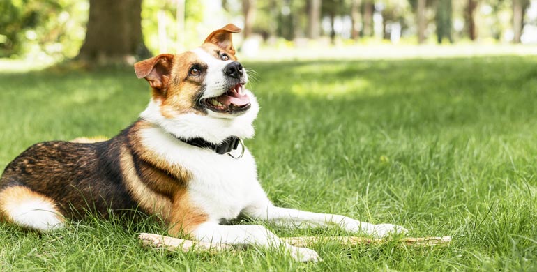 5 Wege zur Verhinderung von Hundearthritis 5 Wege zur Verhinderung von Hundearthritis