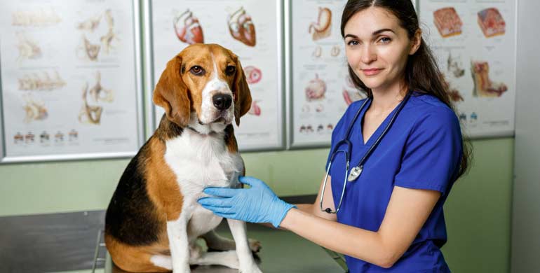 Hundegrippe (Canine Influenza) bei Hunden
