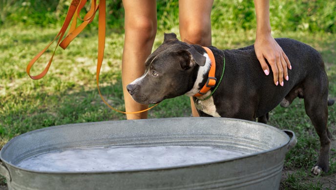 Hundehautallergien oder Insektenstiche - Was hat mein Haustier? Hundehautallergien oder Insektenstiche - Was hat mein Haustier?