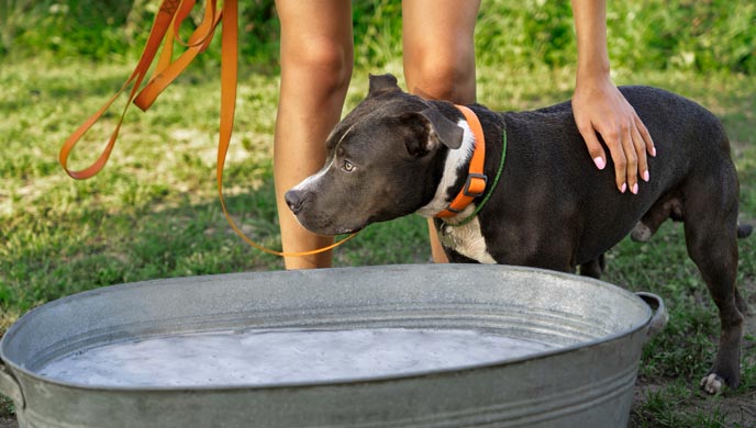 Hundehautallergien oder Insektenstiche - Was hat mein Haustier?