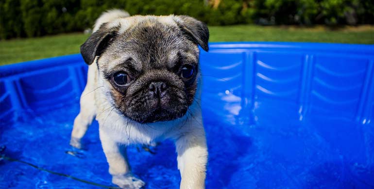 Wie die Hundstage des Sommers die Gesundheit Ihres Haustieres gefährden