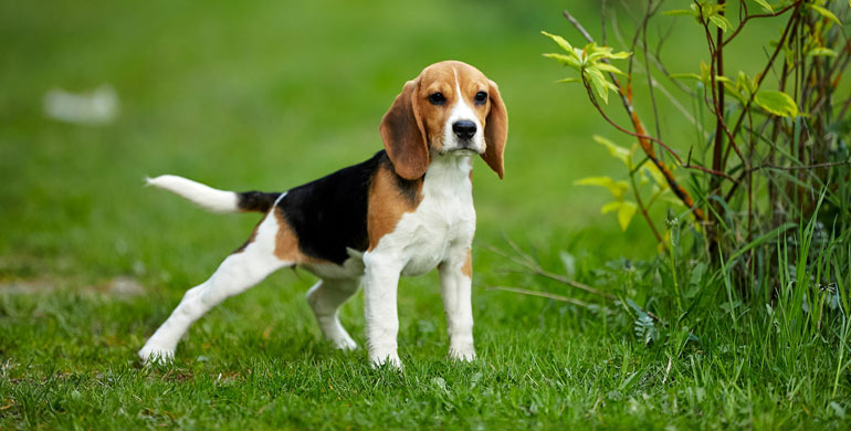 Hydrozephalus bei Hunden Hydrozephalus bei Hunden