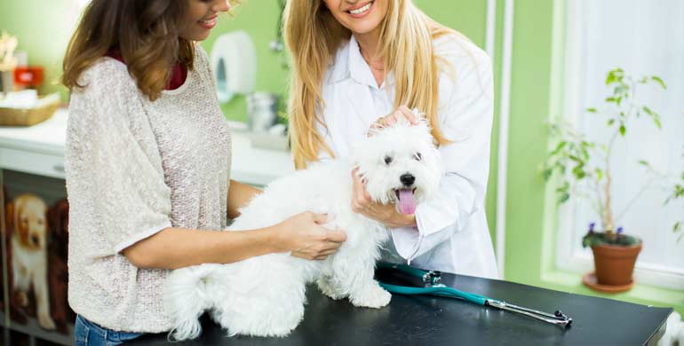 Hyperthyreose bei Hunden Hyperthyreose bei Hunden