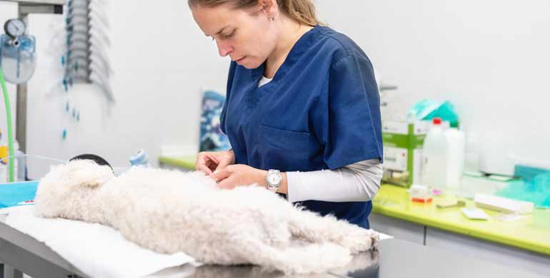 Ikterus bei Hunden Ikterus bei Hunden