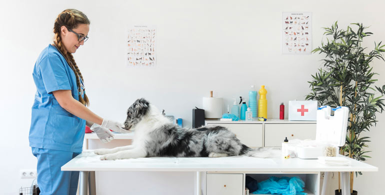 Ileus bei Hunden Ileus bei Hunden