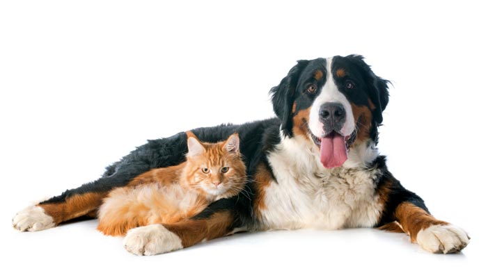 Kann ein Hund auf Katzen allergisch sein? Kann ein Hund auf Katzen allergisch sein?